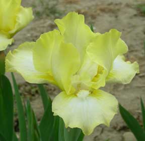 SDB Iris Ghost Ship