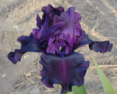 TB Iris Ghost Train