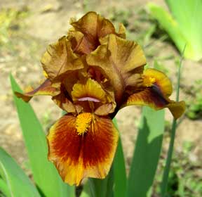 SDB Iris Gingerbreead Trim