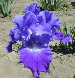 TB Iris god's Handiwork