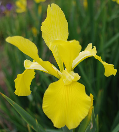 Golden Lady Spuria Iris chapmaniris.com