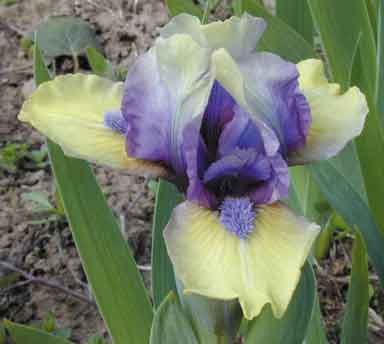 SDB Iris Grape Invader