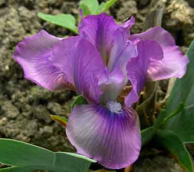 MDB Iris Graplet