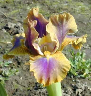 SDB Iris Greased Lightning