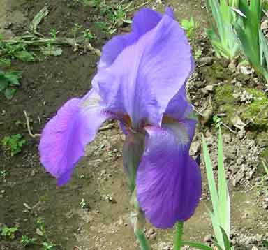 TB Iris Great Lakes