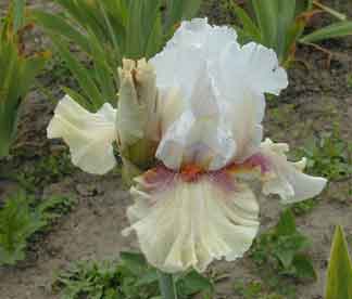 TB Iris Guatamala