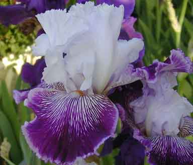 TB Iris Gypsy Geena