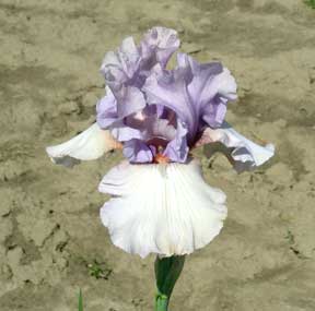 TB Iris Half Dollar