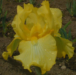 TB Iris Harvest Of Memories
