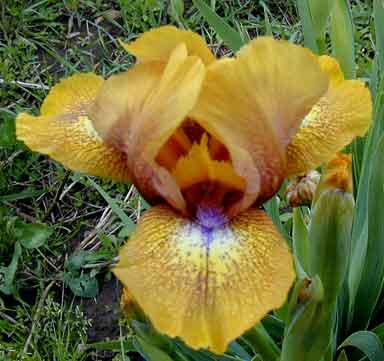 SDB Iris Herbal Tea