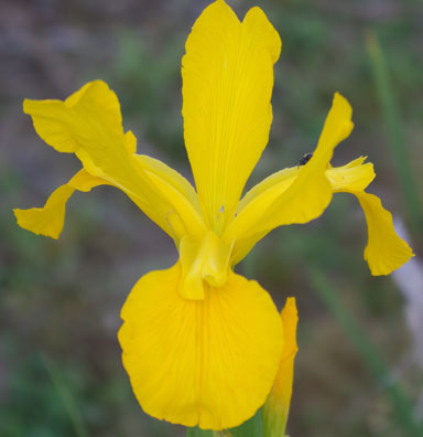 Hickory Leaves Spuria Iris chapmaniris.com 