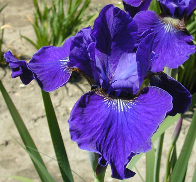 High Standards Siberian Iris  chapmaniris.com