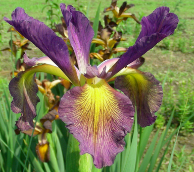 Highland Amethyst Spuria Iris chapmaniris.com
