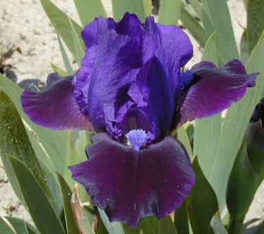 SDB Iris Hottentot