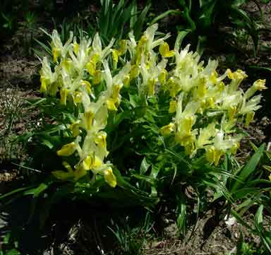 Iris Bucharica 