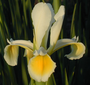 Iris ochrelarea Spuria Iris chapmaniris.com