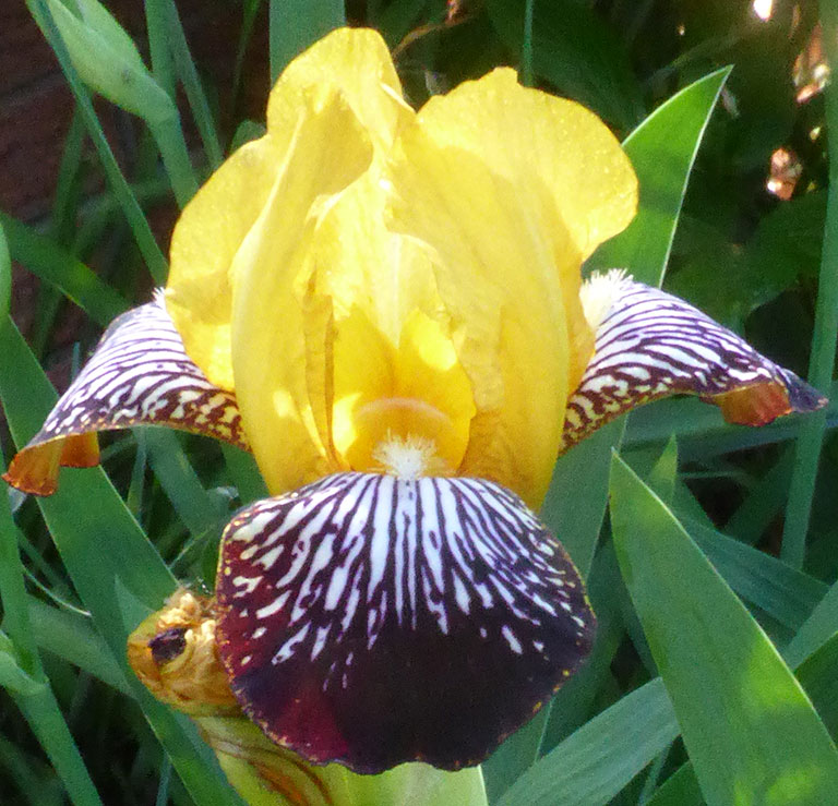 Iris variagata 
