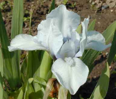 MDB Iris Ice Cherub