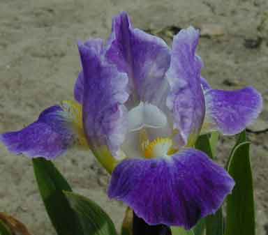 Iced Wine SDB Iris