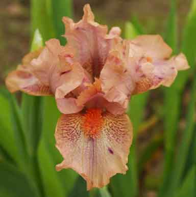 SDB Iris Ignite