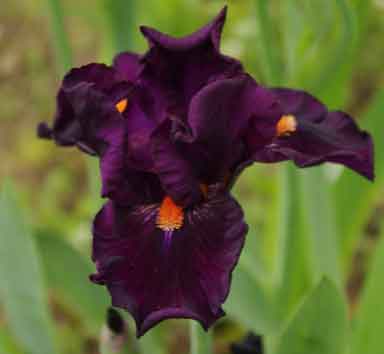 IB Iris In A Flash