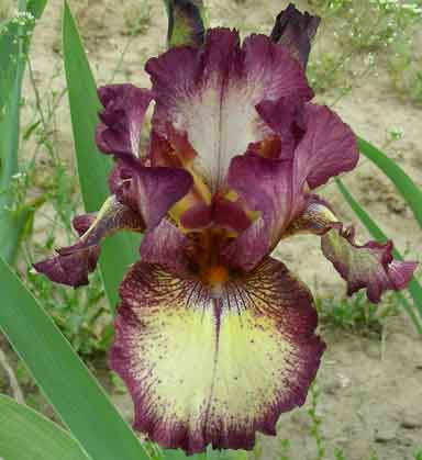 TB Iris Innocent Star