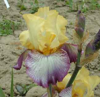 TB Iris Istanbul