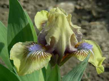 SDB Iris Jade  wizard