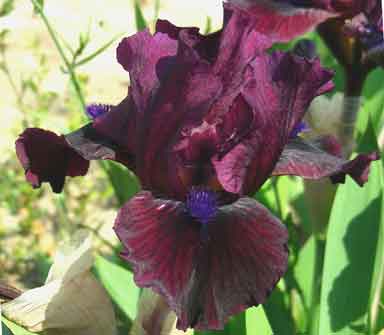 Jane's Palette SDB Iris