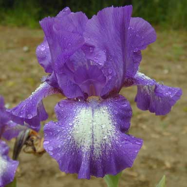 BB Iris Jesse's Edition