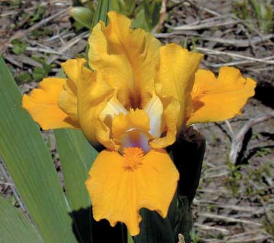 SDB Iris Juiced Up