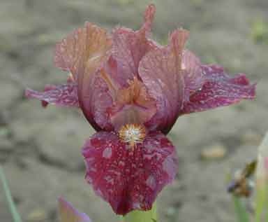 SDB Iris Jungle Gem