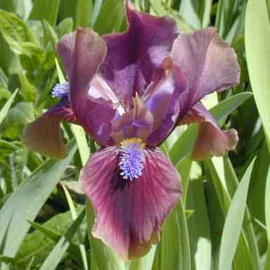 SDB Iris Kiwi Wine