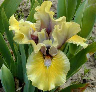 Klingon Princess SDB Iris