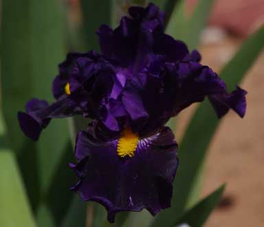 BB Iris Lady Of The Night