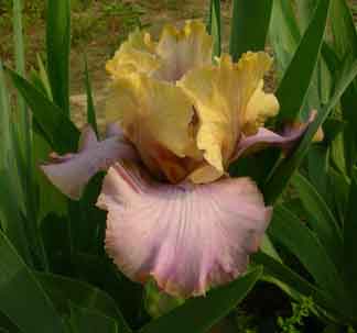 TB Iris Lady Juliet