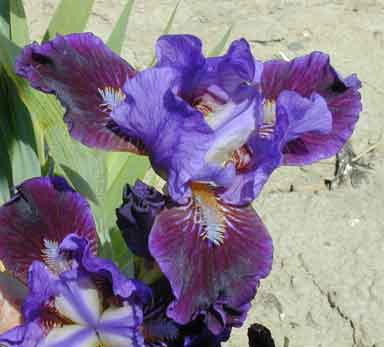 SDB Iris Late Night 