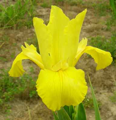 Spuria Iris Lemon Suntea
