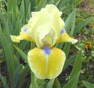 SDB Iris Leprachanun's Delight