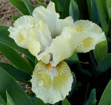 Leprachaun's Purse SDB Iris