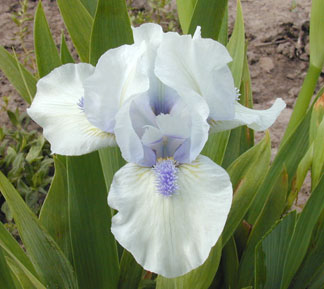 SDB Iris Little Showoff