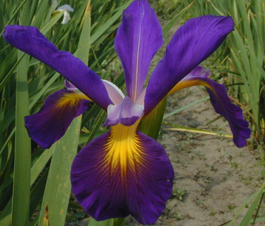 Look Again spuria Iris chapmaniris.com