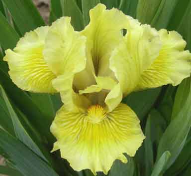 Lookout sunshine SDB Iris