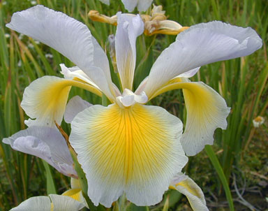 Marilyn Hollowaty Spuria Iris chapmaniris.com