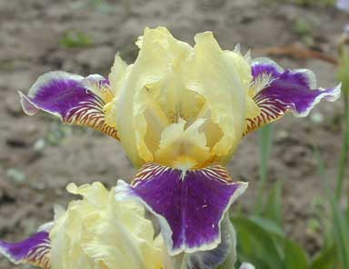 MTB Iris Maslon