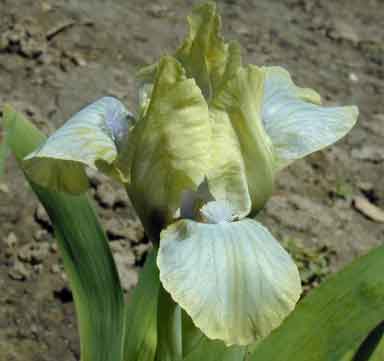 Mighty Mouse MDB Iris 