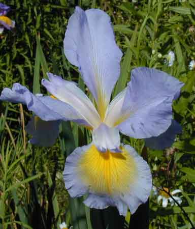 spuria Iris Missouri Streams