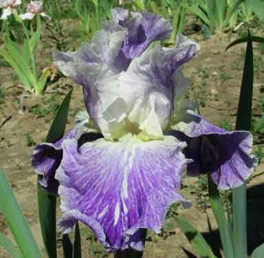 TB Iris Moonlit Waters