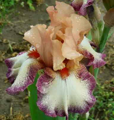 TB Iris Morning Mood
