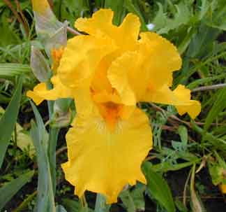 BB Iris Mostest